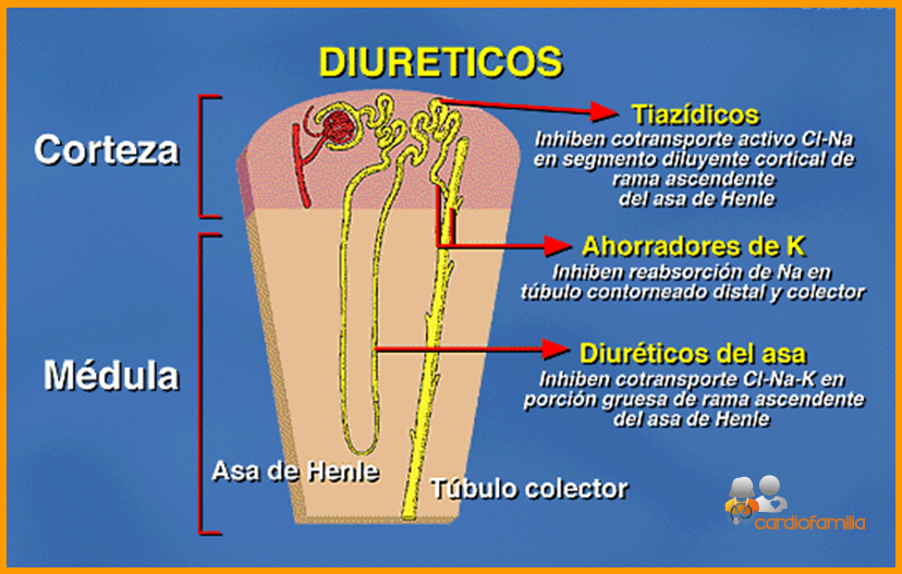 Diuréticos; Diurético; Efeito Diurético