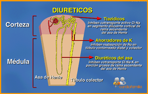 Tipos de diuréticos en el tratamiento de la insuficiencia cardiaca diureticos_insuficiencia_cardiacax580_www.cardiofamilia.org